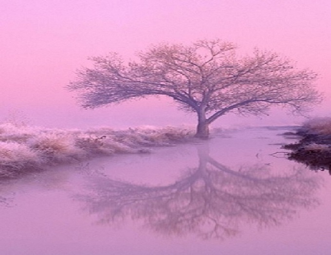 Pink Mist Picture
