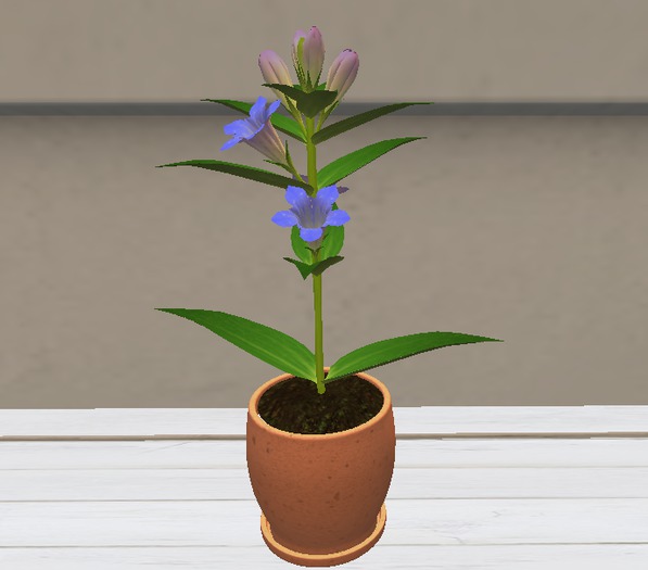 Potted Plant 4