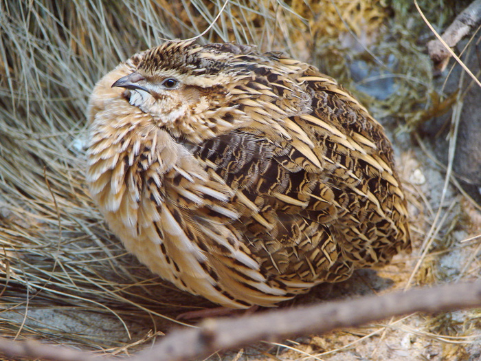 Common Quail - Transfer
