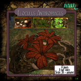 LD Floculus Anthrophagus  - carnivorous plant - Set of 3! Copy Mod.