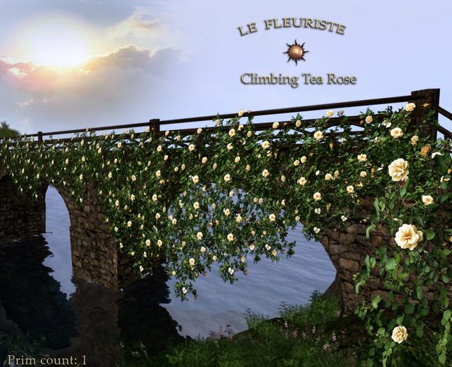 WallClimbingTeaRose