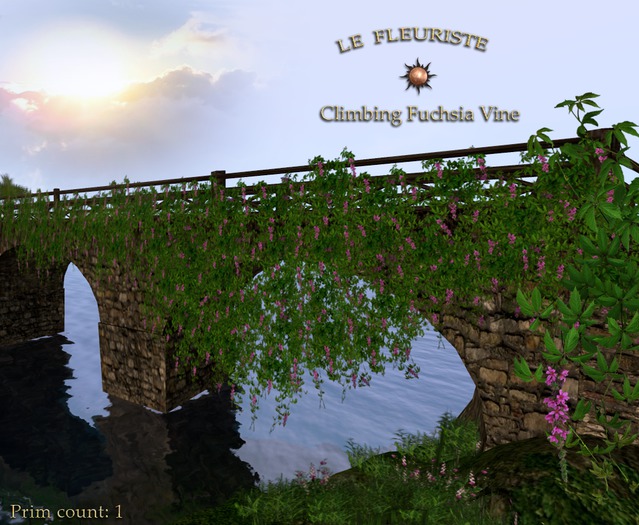 WallClimbingFuchsiaVine