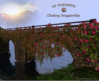 Fleuriste*WallClimbing Bouganvillea