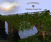 Fleuriste*WallClimbing Orange Vine
