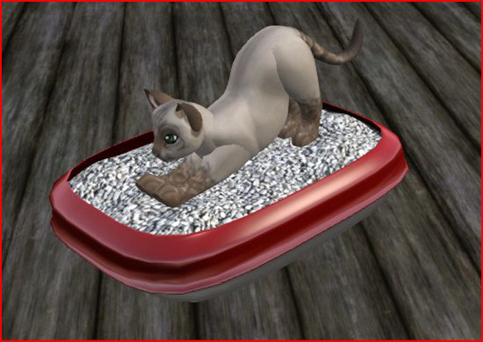 Cat, Kitten Litter Box, red