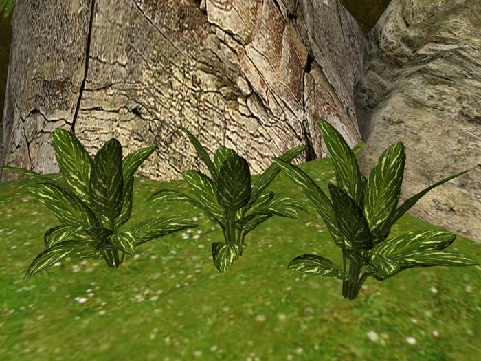 Dieffenbachia - big leaves I+II+III - C/M BOX
