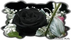 Black Rose