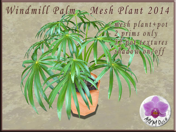 Chinese Windmill Palm