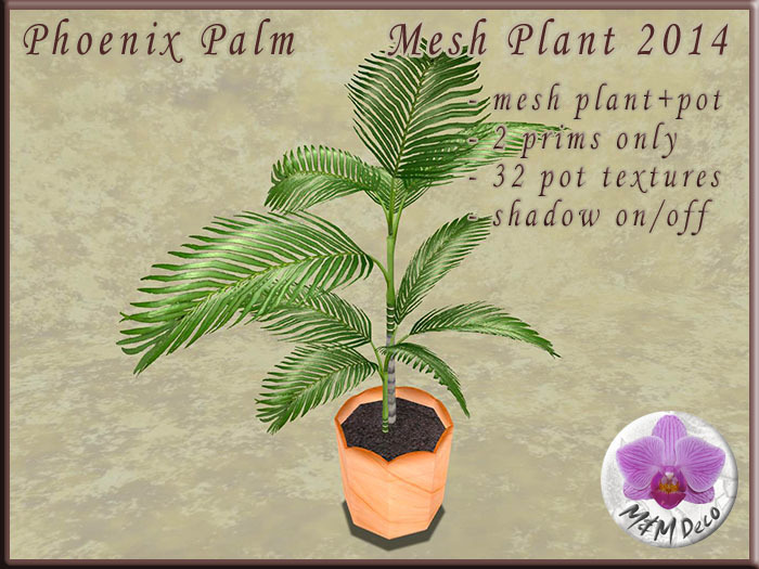 Phoenix Palm