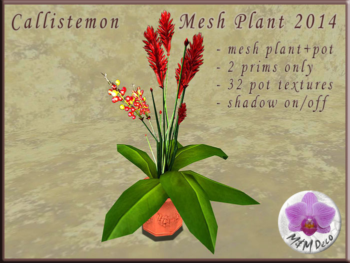 Callistemon