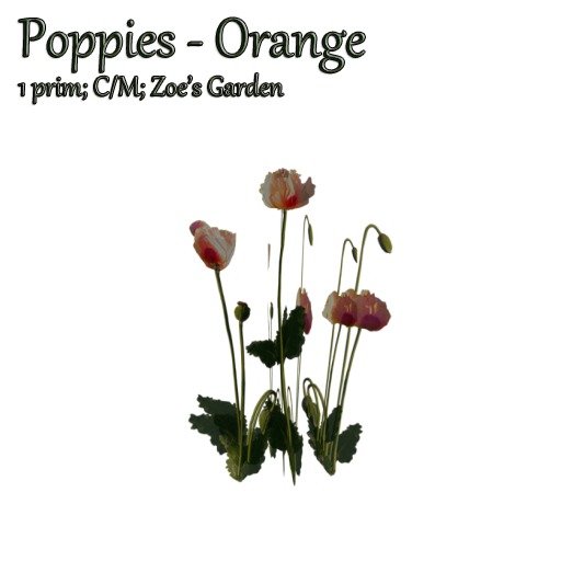 *ZG* Rose Gazania C/M