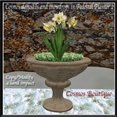 Cosmos daffodils and snowdrops in Pedestal Planter 2 BOX