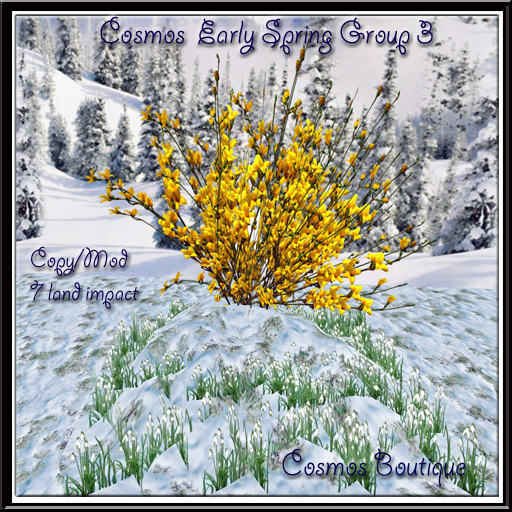 Cosmos  Early Spring Group 3 BOX