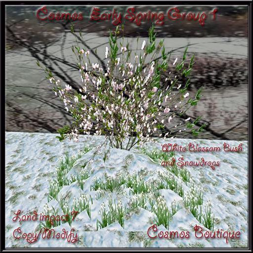 Cosmos  Early Spring Group 1