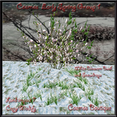 Cosmos  Early Spring Group 1