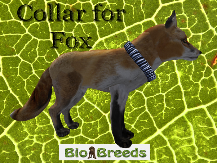 Collar for Fox Blue Biobreeds Wild