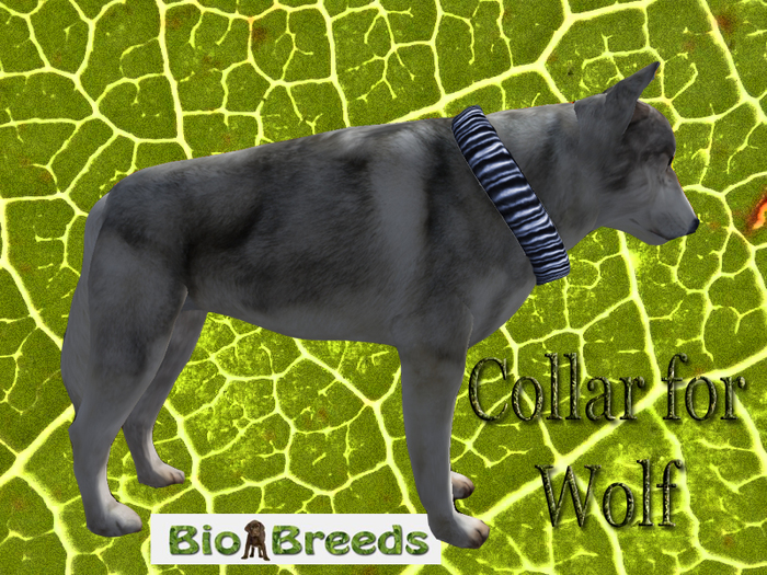 Collar for Wolf Blue Biobreeds Wild