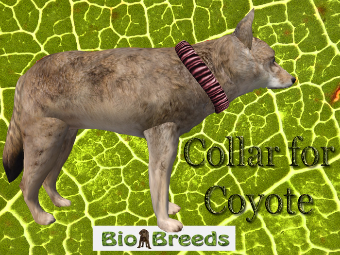 Collar for Coyote Red Biobreeds Wild