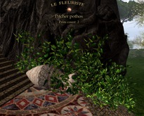 Fleuriste*PitcherPothos
