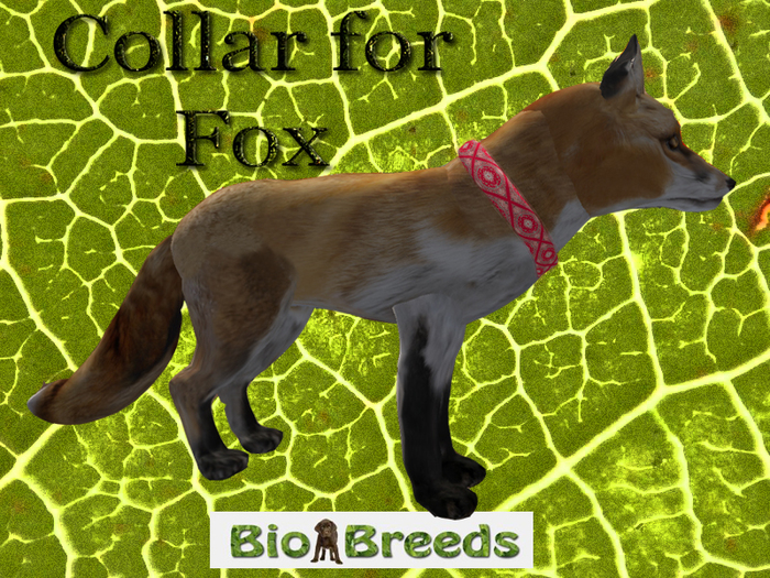 Collar for Fox Bandana Red Biobreeds Wild