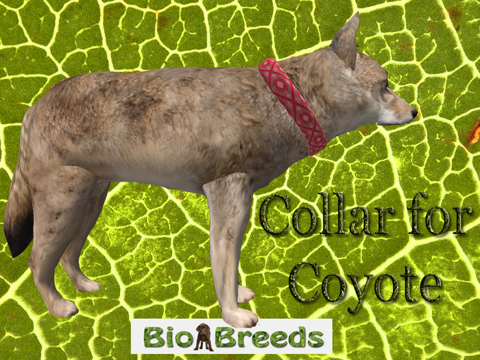Collar for Coyote Bandana Red Biobreeds Wild