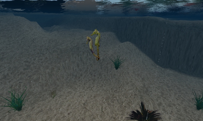 Sea Horses In Love