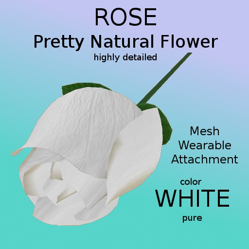 Rose - White Pure