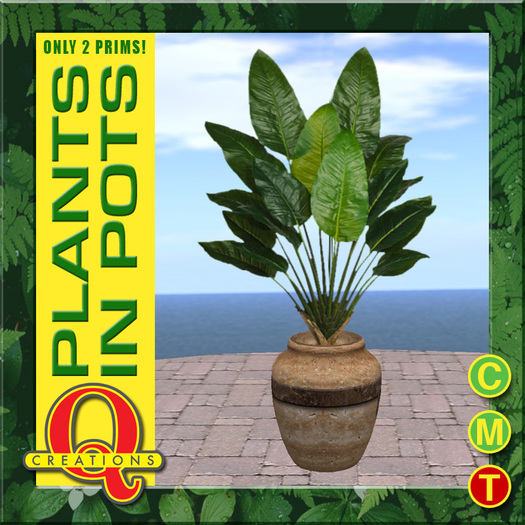 Canna Plant In a Pot