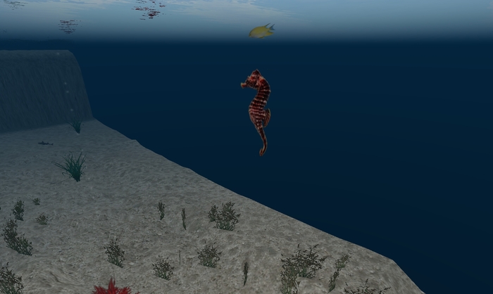 Sea Horse 2