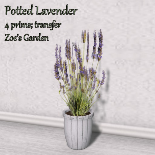 *ZG* Potted Lavender