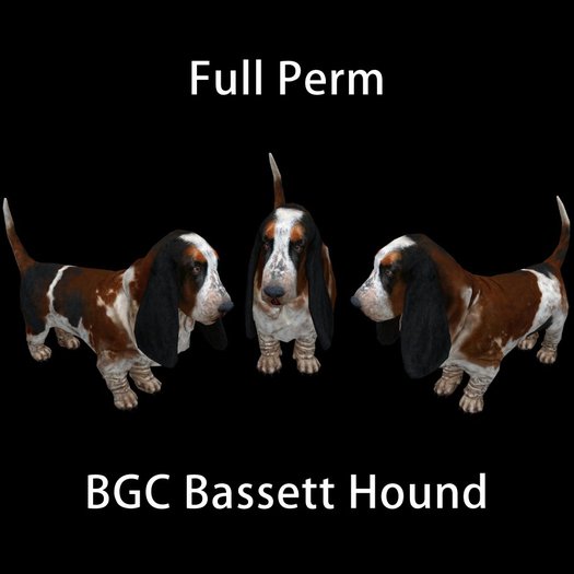 BGC Bassett Hound