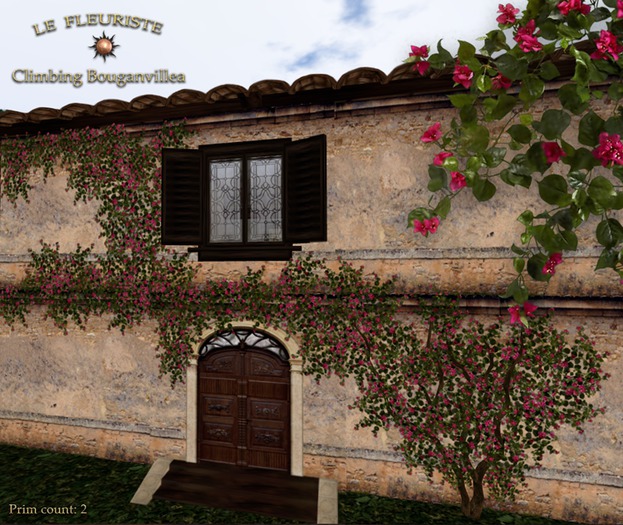 HouseClimbingBouganvilea