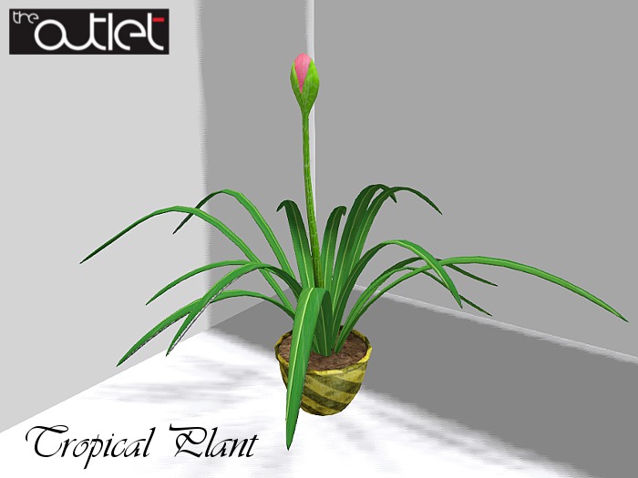 *-*C-Outlet*-* Mensur Tropical Plant