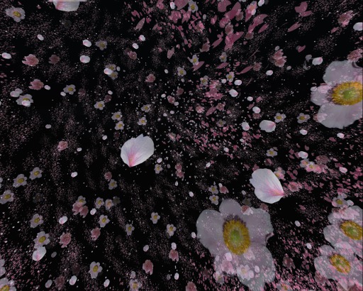 Sakura petals and flowers