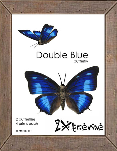 :: 2Xtreme :: Double Blue Butterfly, 2 pack