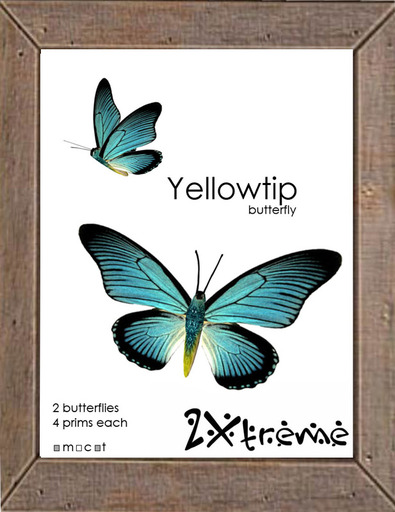 :: 2Xtreme ::  Yellowtip Butterfly, 2 pack