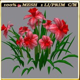 LW_ Symphony of Daffodils (1 LI / Prim)