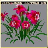 LW_ Symphony of Daffodils (1 LI / Prim)