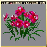 LW_ Symphony of Daffodils 8 (1 LI / Prim)