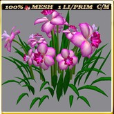 LW_ Symphony of Daffodils (1 LI / Prim)