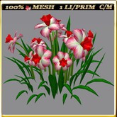 LW_ Symphony of Daffodils (1 LI / Prim)