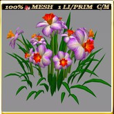 LW_ Symphony of Daffodils (1 LI / Prim)