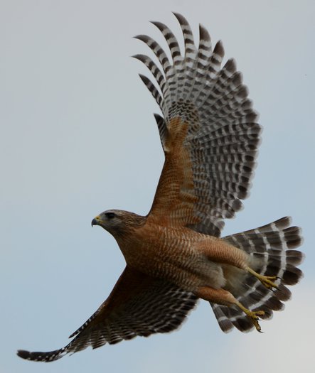 Red-shouldered hawk - Transfer