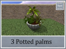 [Elpi] 3 Low Palms  - 3LI - Boxed