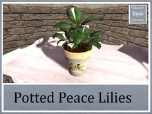 [Elpi] Peace lilies  - baby shoes pot - 3LI - Boxed