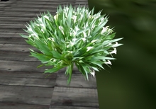 Mw rain forest sounds of nature Cala Lillie white flower flowers plants 