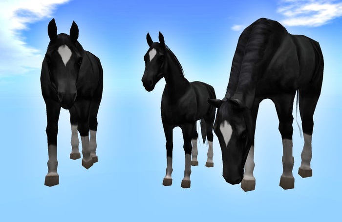black Horse Family ( MP )