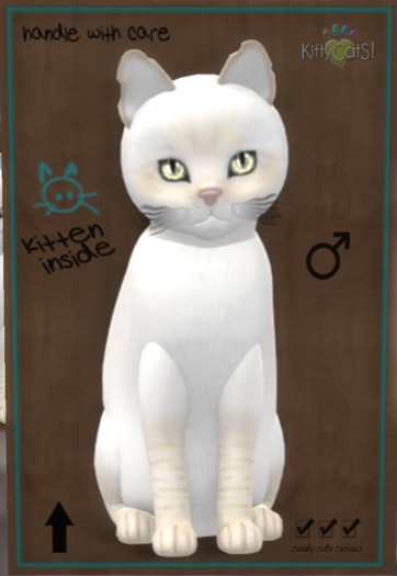 ♂ 9T Balinese Cream Lynx Canary Mysterious Small Twinkle Boo Boo 2 Tone Light Wave