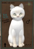 ♂ 9T Balinese Cream Lynx Canary Mysterious Small Twinkle Boo Boo 2 Tone Light Wave