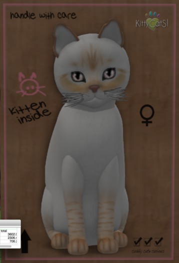 ♀7T Balinese - Flame Lynx Odyssey Bellini Mysterious Big Natural Stubby Odyssey Boo Boo White Mysterious